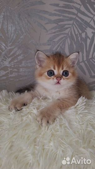 Шотландский котенок