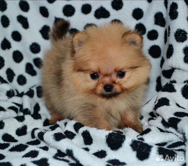 Померанский шпиц