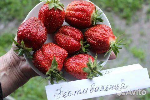 Клубника саженцы с экс