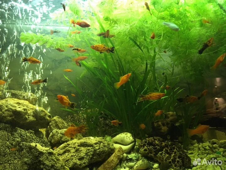 Аквариумные рыбки