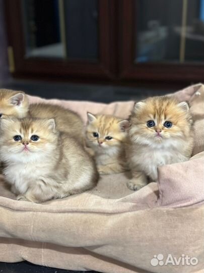 Котята британская золотая шиншилла