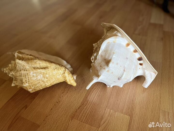 Ракушка морская