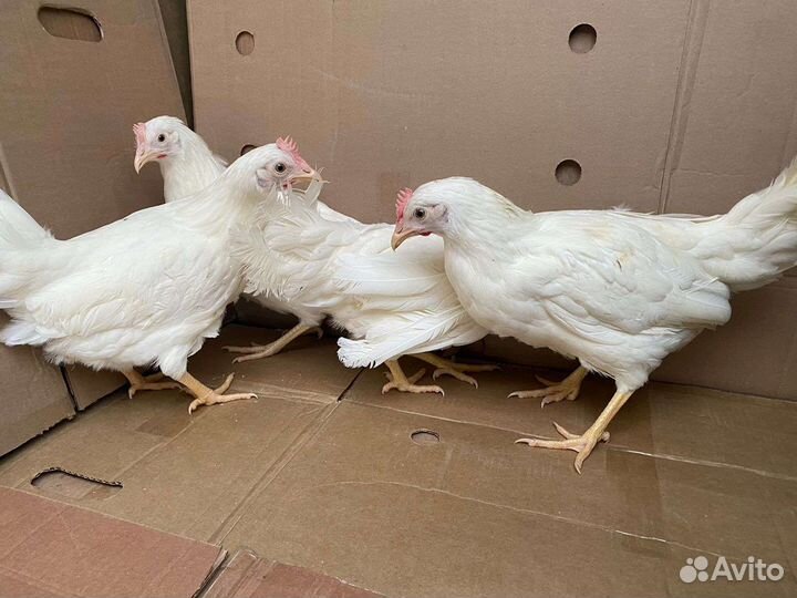 Куры несушки