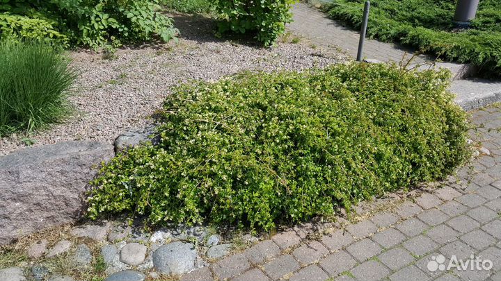 Стефанандра Криспа