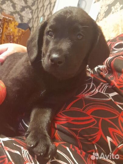 Щенки лабрадора