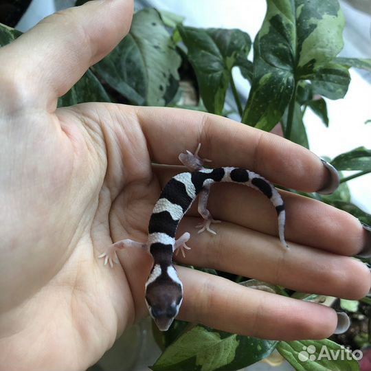 Малыши эублефары