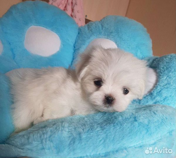 Мальтезе. Щенки Мальтийской болонки