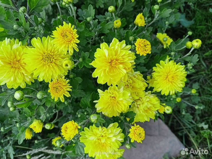 Хризантема корейская