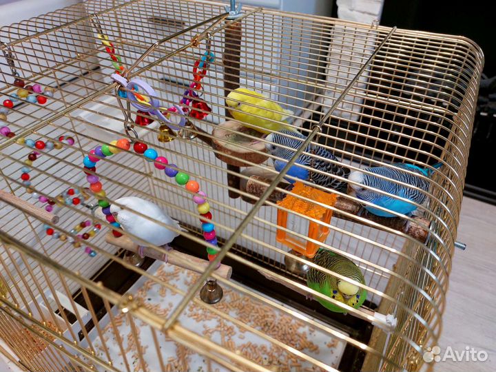 Волнистый Попугай