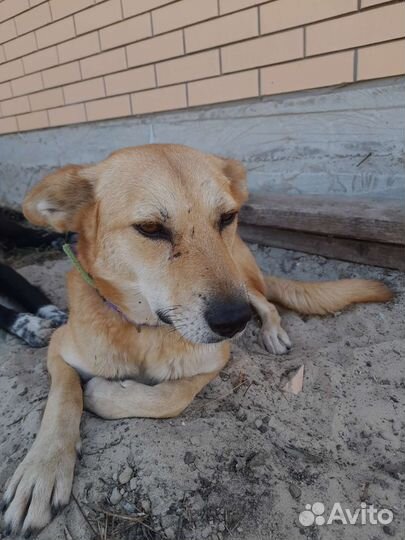 Собаки бесплатно