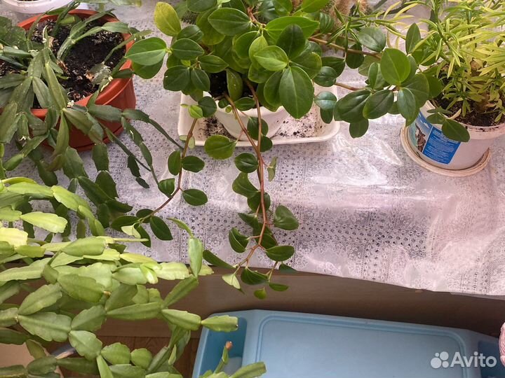 Продам цветы комнатные