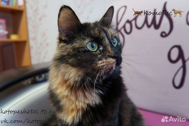 Котопёс гостиница для животных