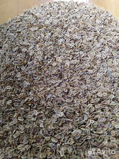 Семена укропа