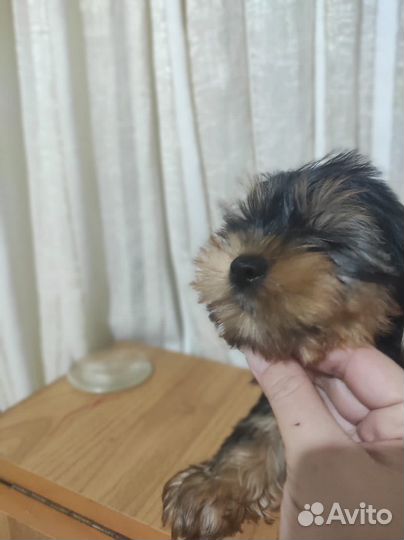 Йоркширский терьер