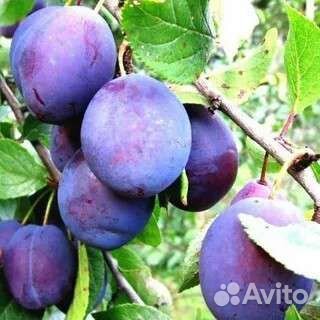 Саженцы сливы