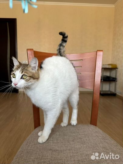 Отдам в добрые руки