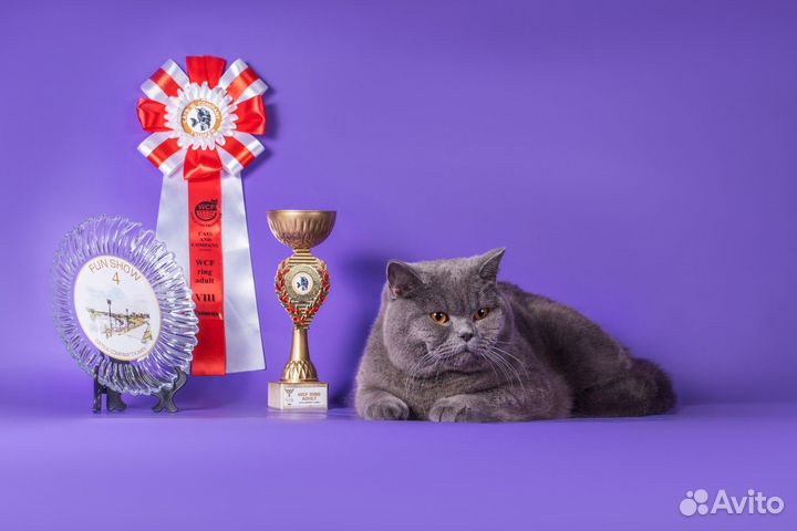 Британские котята