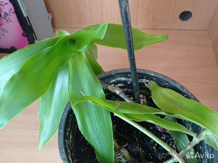 Кордилина Золотой ус