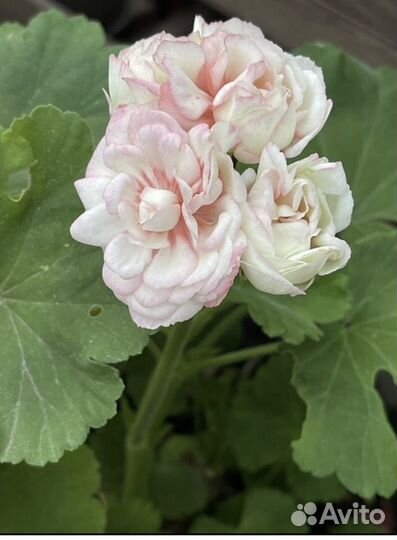 Пеларгония герань