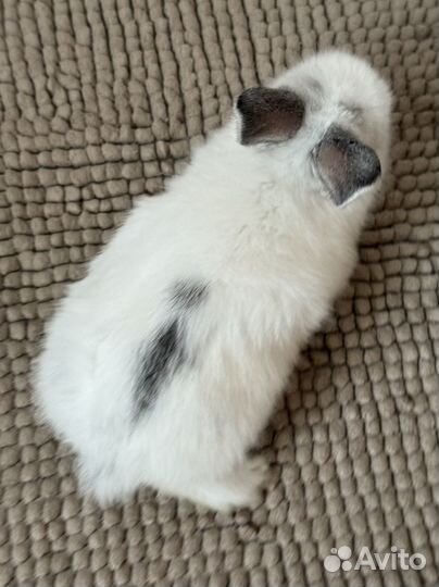 Декоративный карликовый кролик