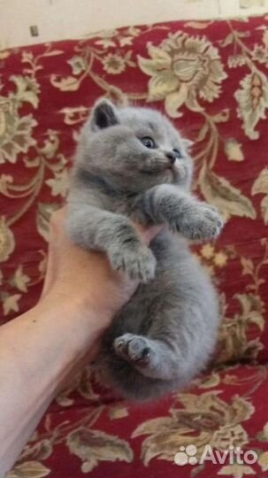 Кошечки и котики шотландские