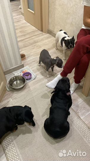 Передержка для собак