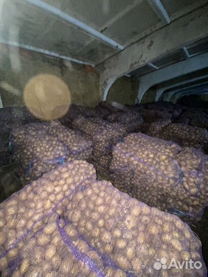 Картофель гала