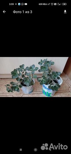 Аихризон дерево любви