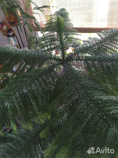 Араукария местная, хвойное домашнее большое 160см