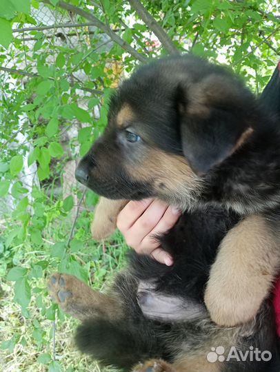 Щенки от немецких овчарок