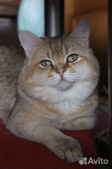 Кот на вязку