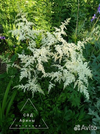 Астильба Вайт