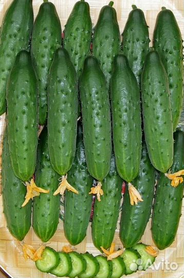 Семена Огурчиков СССР