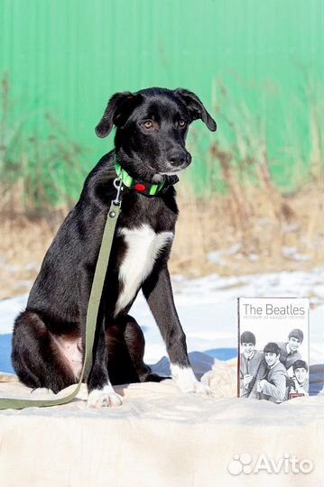 Щенок мальчик в добрые руки