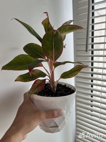 Комнатные цветы