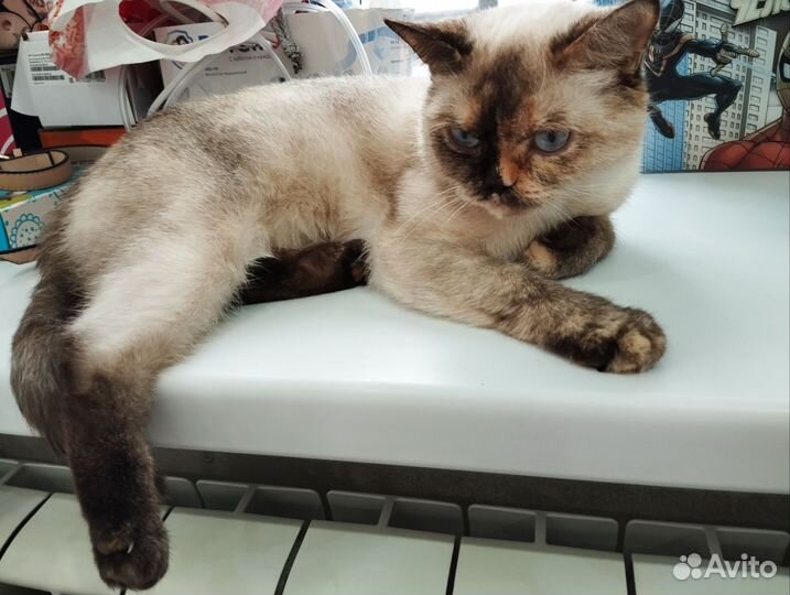 Сиамская кошка
