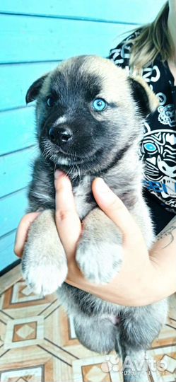 Щенок хаски