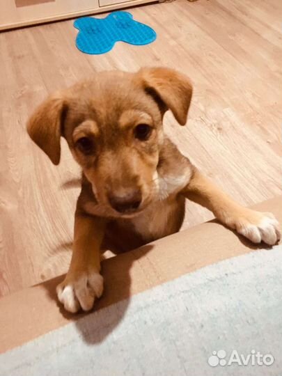 Щенок в добрые руки