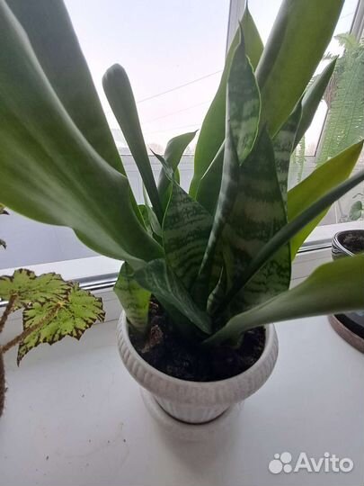 Сансевиерия