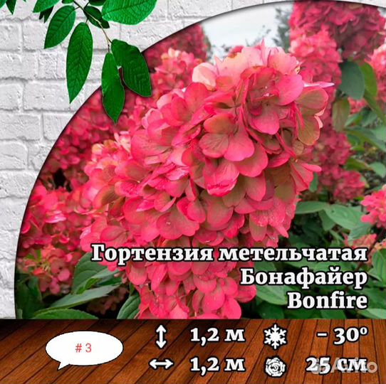 Гортензия саженцы