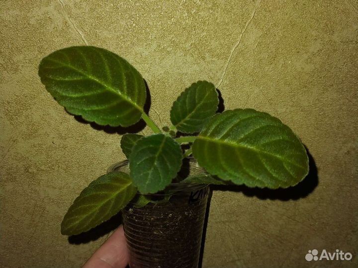 Глоксиния-тидея 