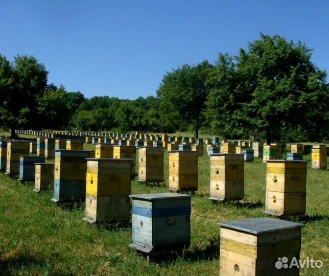 2024 Мёд натуральный с Алтая опт