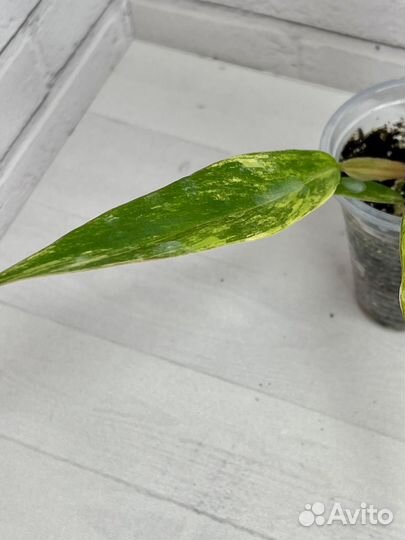 Филодендрон карамель марбл вар