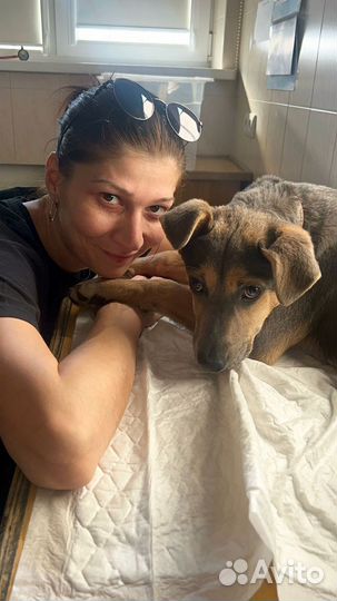 Собака в добрые руки отдам бесплатно