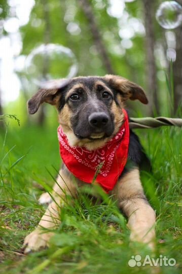 Грустному щеночку нужна семья