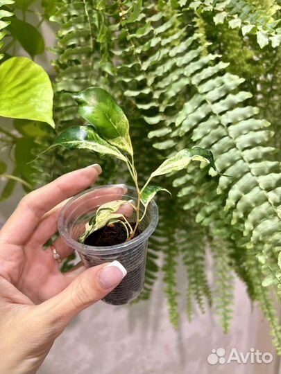 Фикус керли, лакия