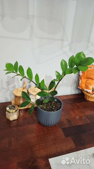 Замиокулькас