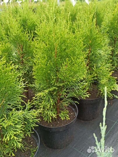 Туя Смарагд