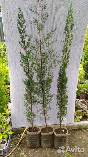 Кипарисы 3 вида