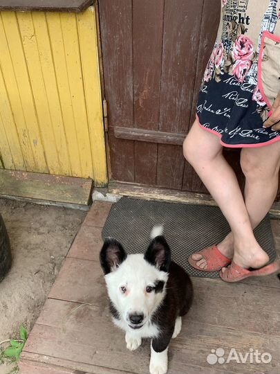 Щенки бесплатно